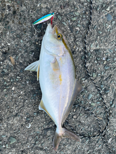 ショゴの釣果