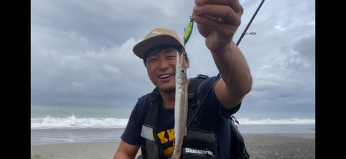 アカカマスの釣果