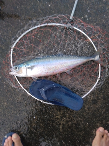 ニジョウサバの釣果