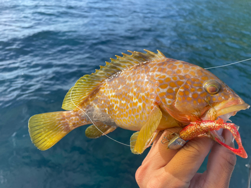 キジハタの釣果