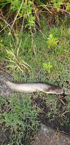 ナマズの釣果