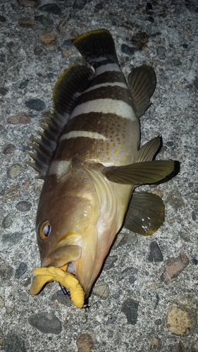 アオハタの釣果