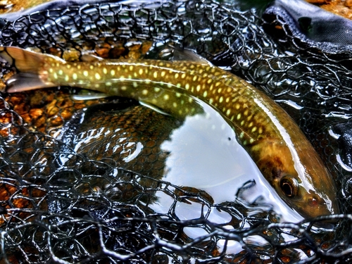 アメマスの釣果