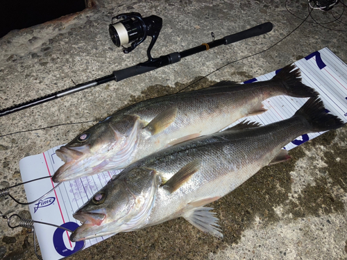 シーバスの釣果