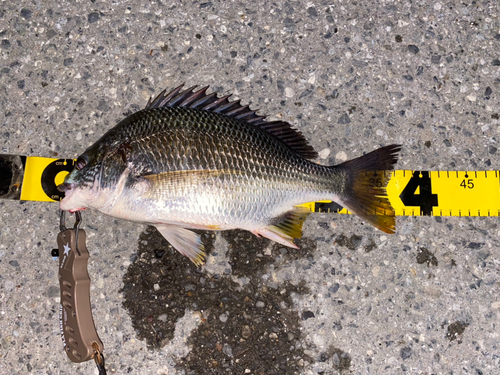 キビレの釣果