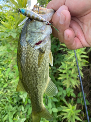 ブラックバスの釣果