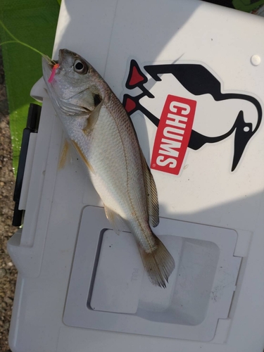 シログチの釣果