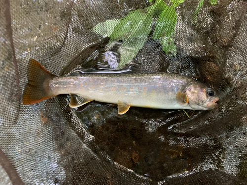 イワナの釣果