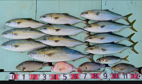 ハマチの釣果