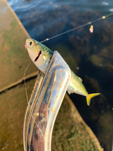 サバの釣果