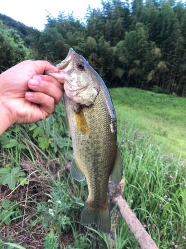 ラージマウスバスの釣果