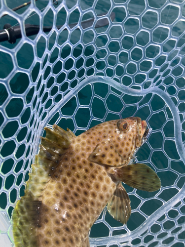 シロブチハタの釣果