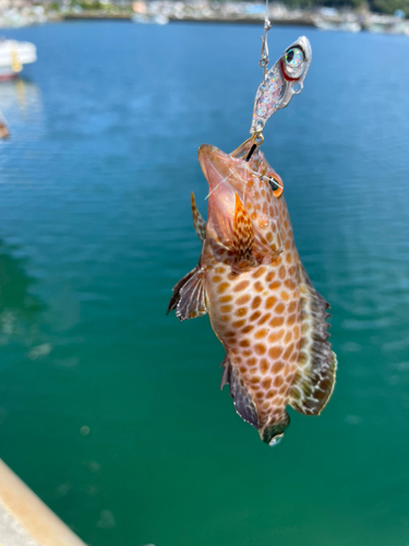 オオモンハタの釣果