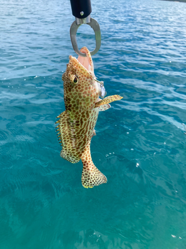 シロブチハタの釣果