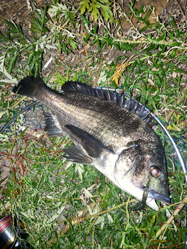 チヌの釣果