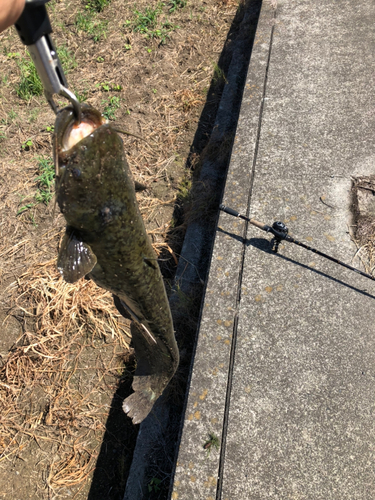 ニホンナマズの釣果