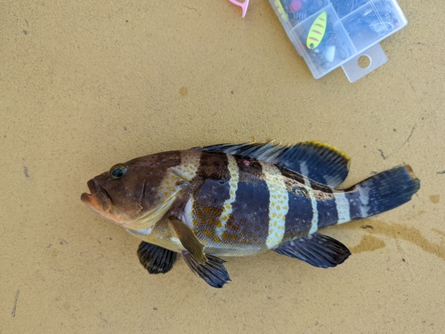 アオハタの釣果