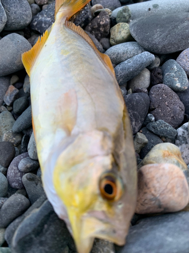 ショゴの釣果