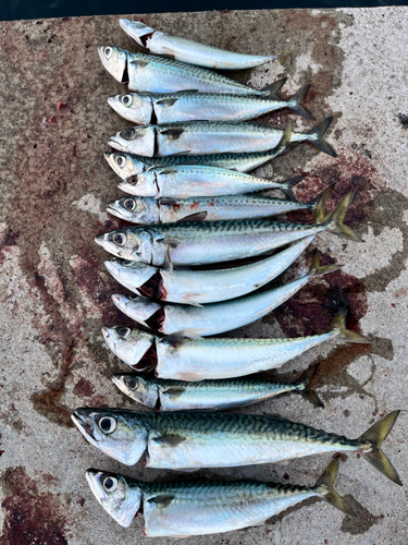 サバの釣果