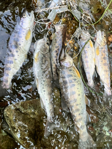 ヤマメの釣果