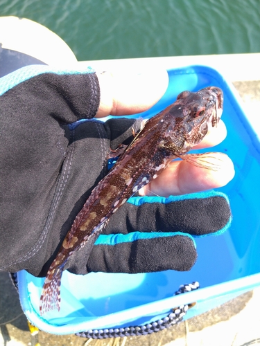 アサヒアナハゼの釣果