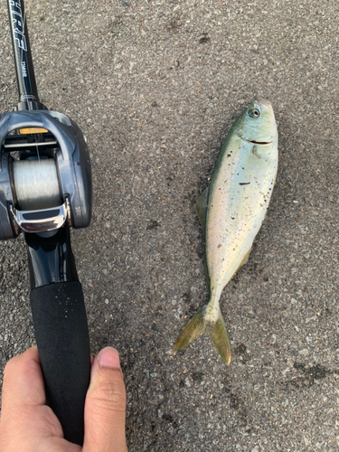 ワカシの釣果