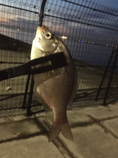 ウミタナゴの釣果