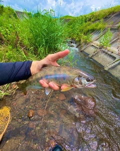 ヤマメの釣果