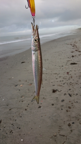 カマスの釣果