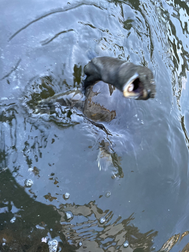 釣果