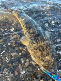 マゴチの釣果