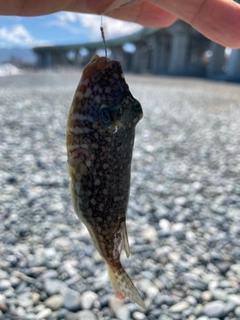 コモンフグの釣果