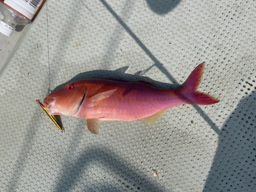 マルクチヒメジの釣果