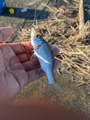 セイゴ（ヒラスズキ）の釣果