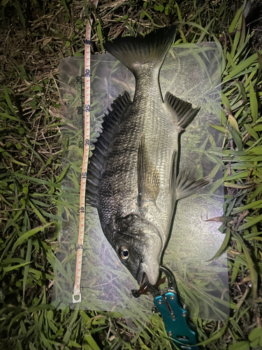 クロダイの釣果