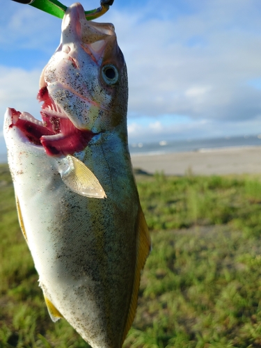 ショゴの釣果