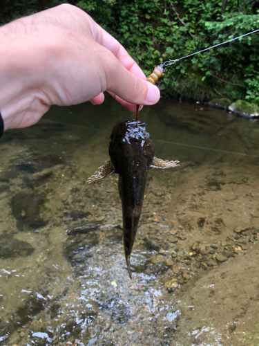 カジカの釣果