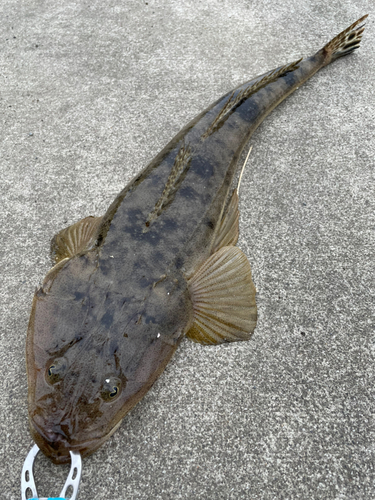 マゴチの釣果