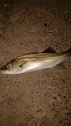 セイゴ（マルスズキ）の釣果