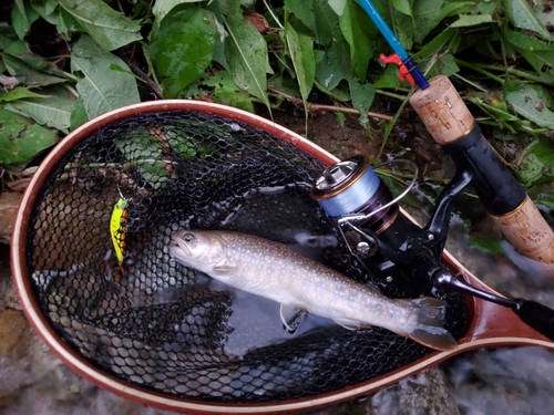 イワナの釣果