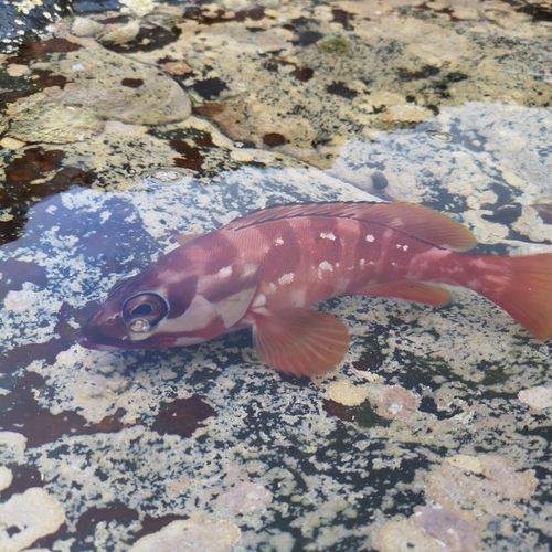 アカハタの釣果