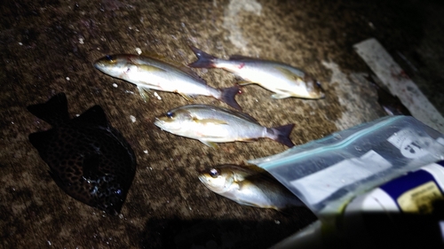 イシガキダイの釣果