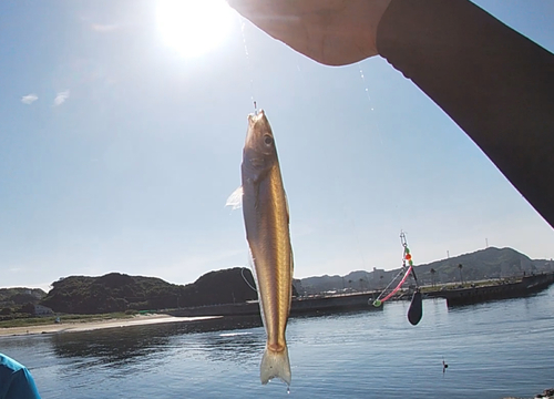 シロギスの釣果