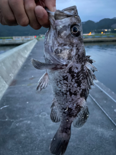 クロソイの釣果