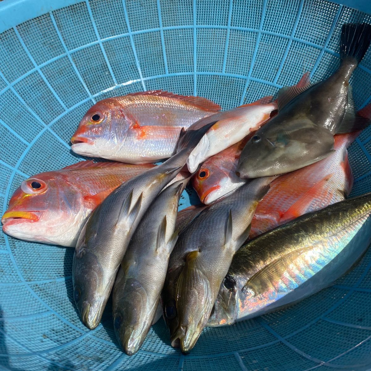 なまこ🎣さんの釣果 1枚目の画像