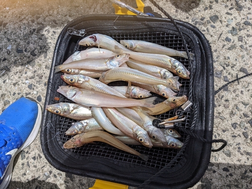 シロギスの釣果