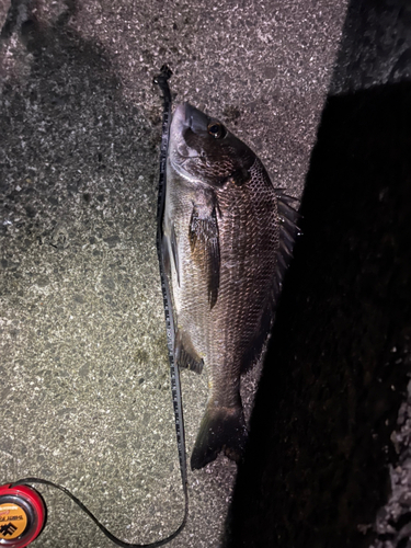 チヌの釣果