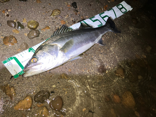 シーバスの釣果