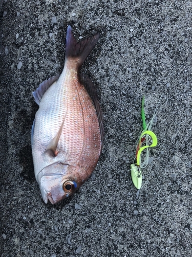 マダイの釣果