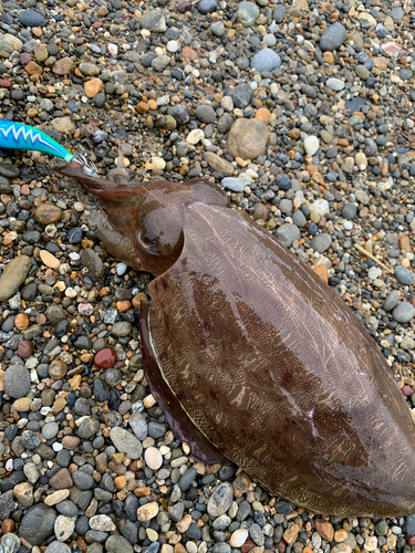 コウイカの釣果